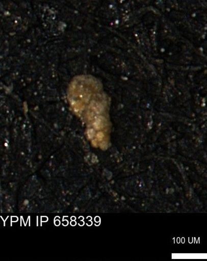Verneuilinoides kansasensis