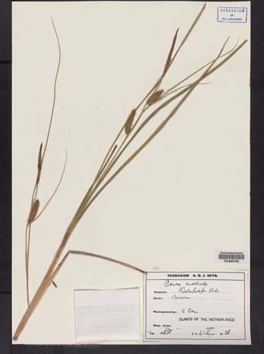 Carex rostrata