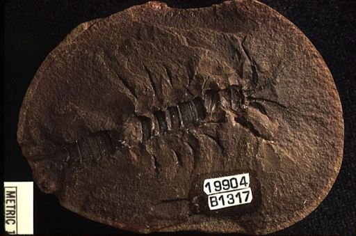 Acanthotelson stimpsoni