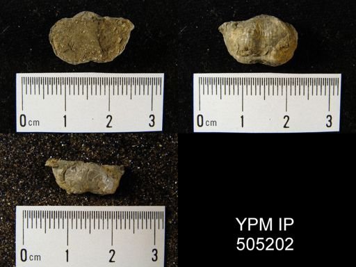 Marginifera splendens