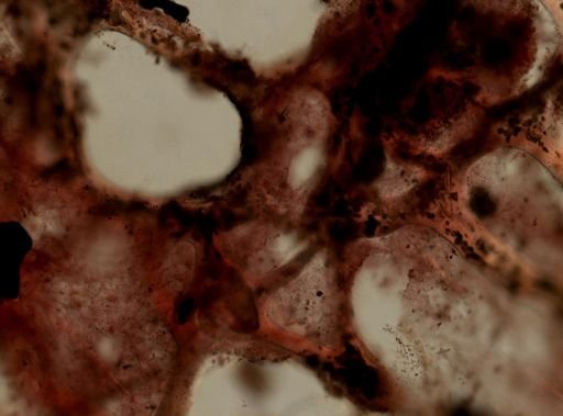 Darwinella cf. rosacea