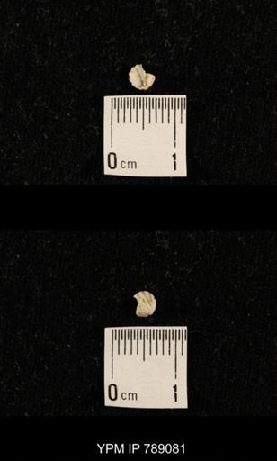 undet. Brachiopoda