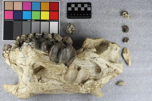 Brontotherium?