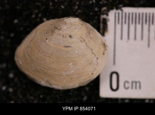 Limopsis striatopunctatus