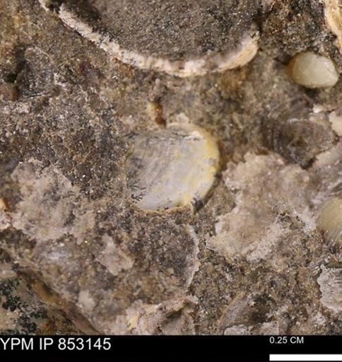 Limopsis striatopunctatus