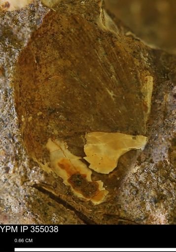 Limopsis sp.