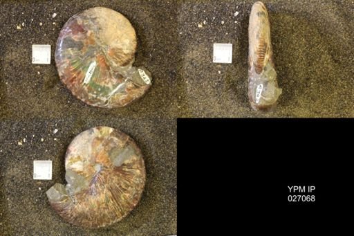 Hoploscaphites comprimus