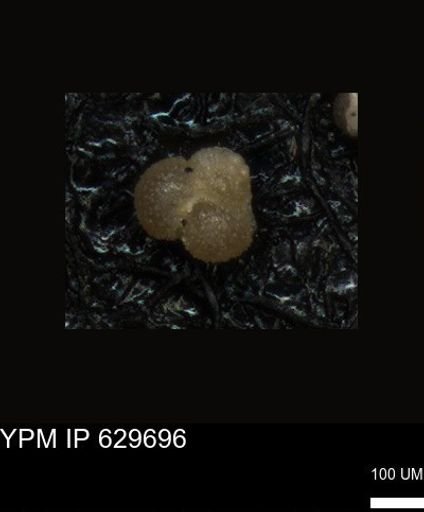 undet. Foraminiferida