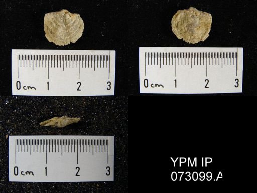 Atrypa arctostriata