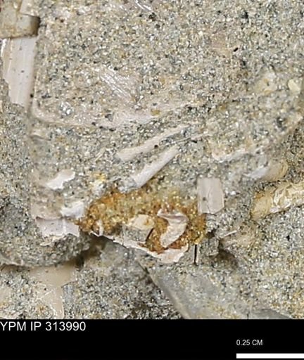 undet. Scaphopoda