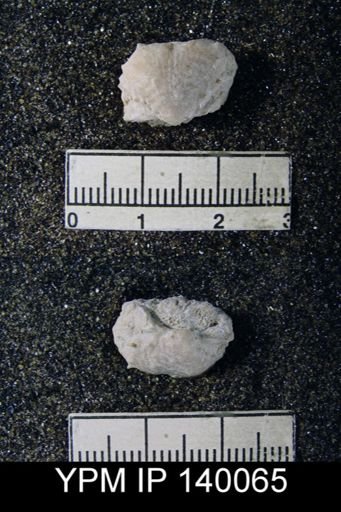 Productus sp.