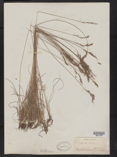 Festuca ovina