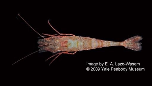 Notocrangon antarcticus