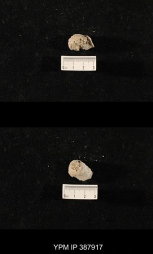 Hercosia sp.