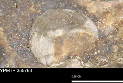 undet. Mollusca
