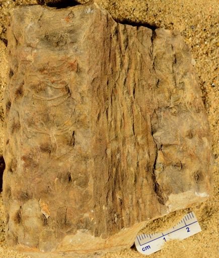 Stigmaria ficoides