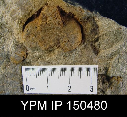 Orthorhynchula sp.