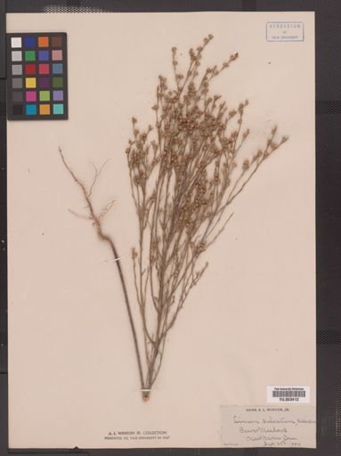 Linum sulcatum