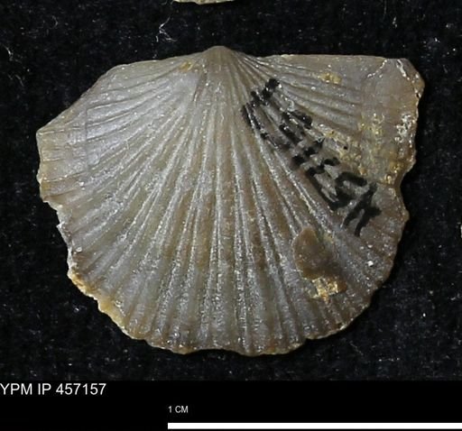 Stropheodonta sp.
