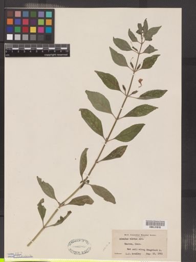 Mimulus alatus