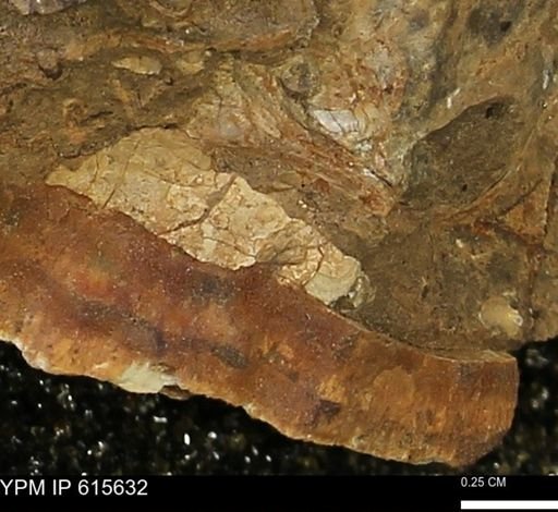 undet. Mollusca