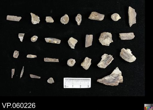 Pachyrhizodus?