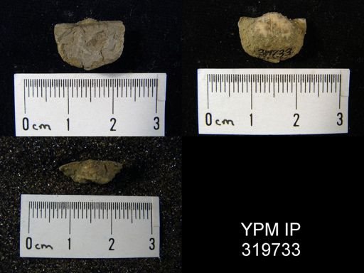 Productus nanus