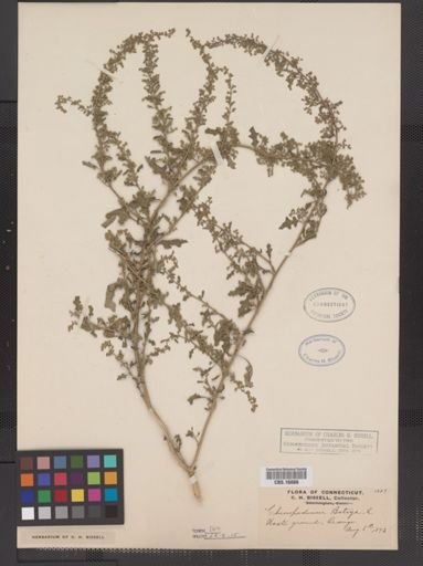 Chenopodium botrys