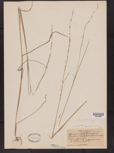 Glyceria acutiflora