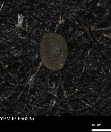 Spirolocammina subcircularis