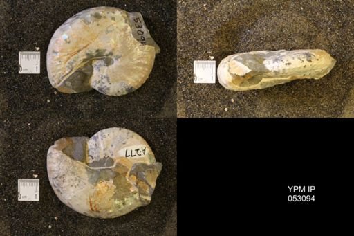 Discoscaphites conradi
