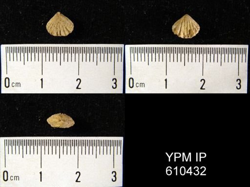 Camarotoechia sp.