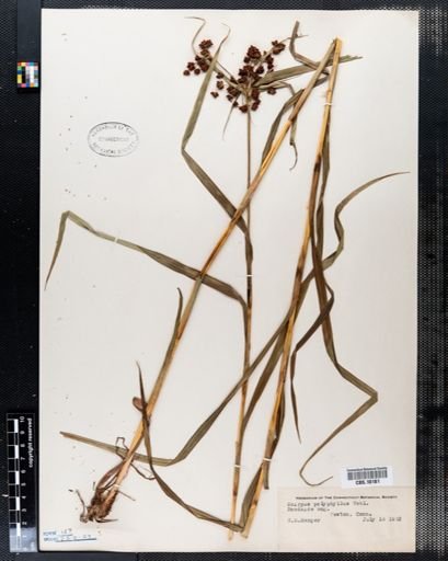 Scirpus polyphyllus