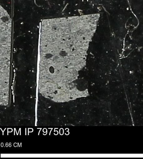 Baculites ovatus haresi