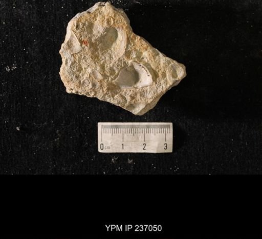 Eochonetes striatellus