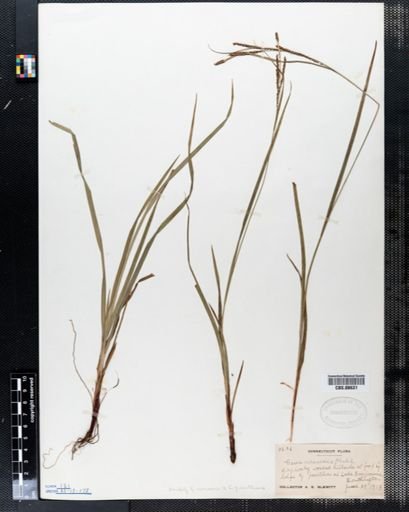 Carex virescens