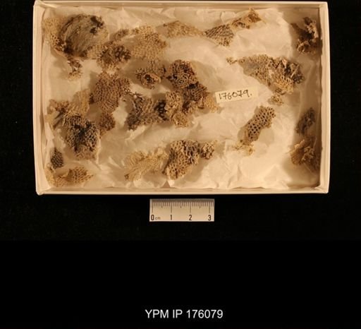 undet. Bryozoa