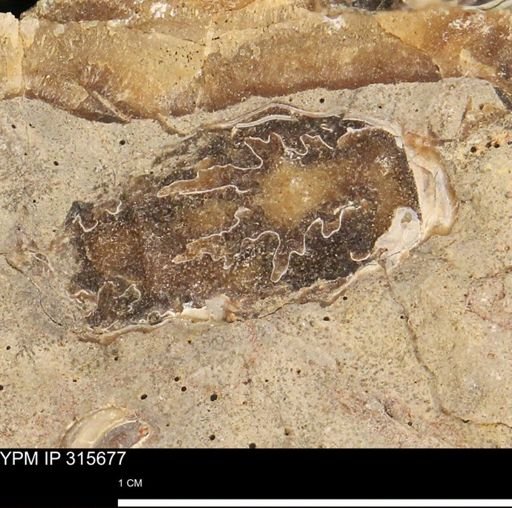 Baculites eliasi