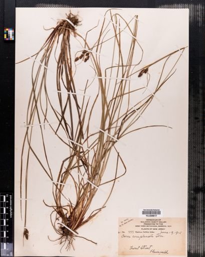Carex complanata