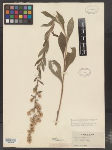 Solidago bicolor