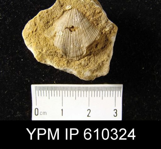 Atrypa sp.
