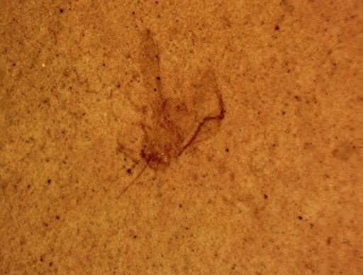 Psocoptera?