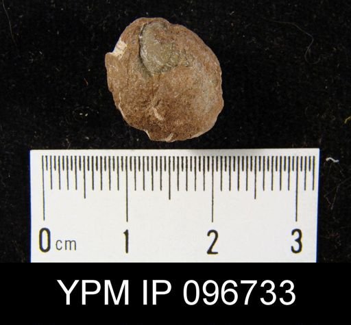 Whitfieldella nitida