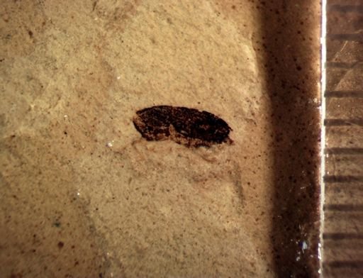 Cryptorhynchinae?