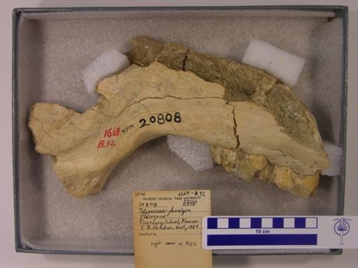 Teleoceras fossiger