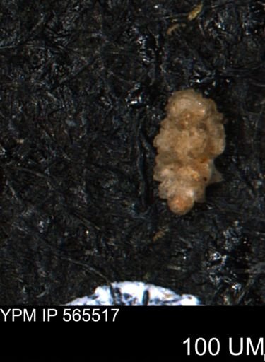 Verneuilina canadensis