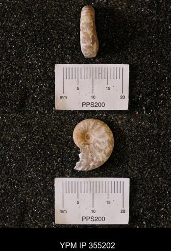 Scaphites