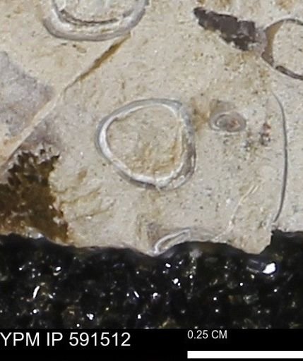 Serpulidae