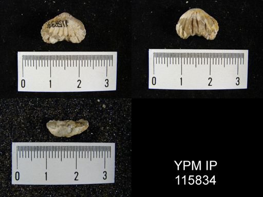 Pugnoides shumardianum