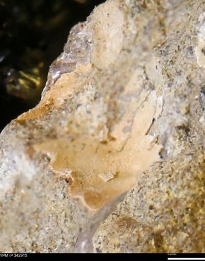 undet. Scaphitidae